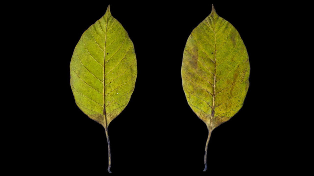 CLOSE-UP OF GREEN LEAVES ON BLACK BACKGROUND