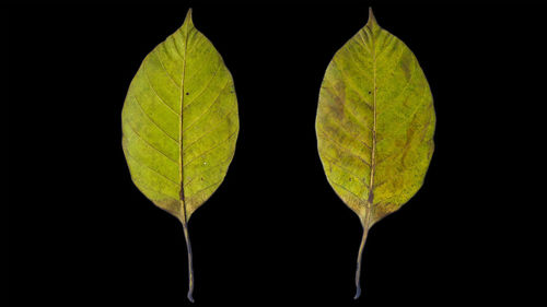 Close-up of leaves against black background