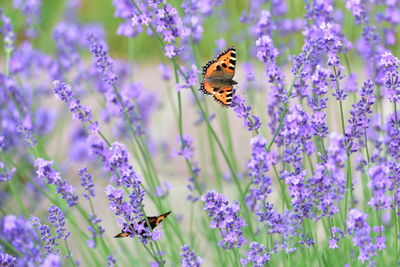 Close-up of butterfly pollinating on lavender