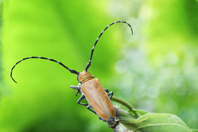 Close-up of insect on leaf