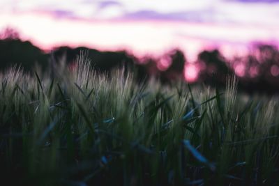 Close-up of fresh plants on field against sky