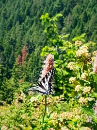 Butterfly on flower in field