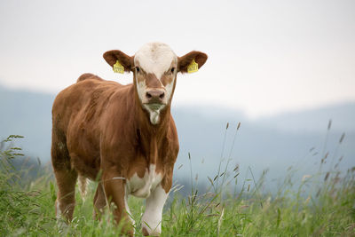 Cow standing on grassy field against sky