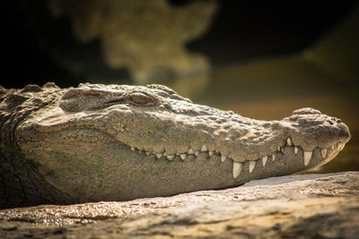 Close-up of lizard on rock