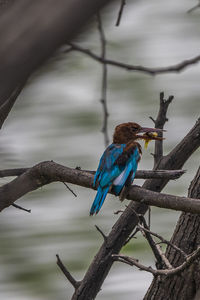 Close-up of bird perching on branch