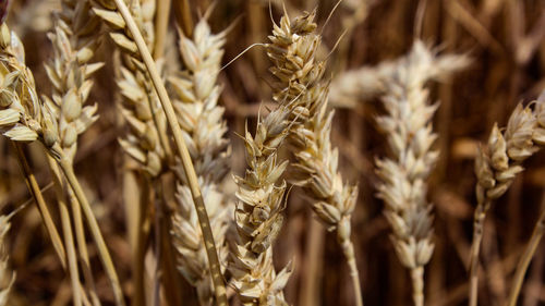 Close-up of wheat growing on field