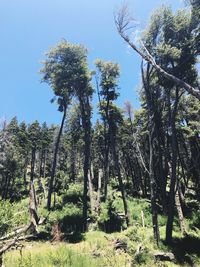 Trees in forest against sky