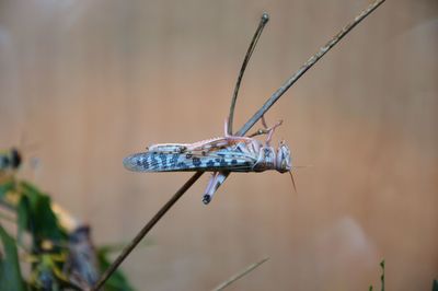 Close-up of damselfly on plant