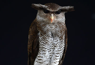 Close-up portrait of owl against black background