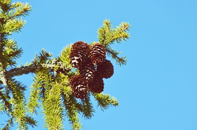 Low angle view of tree against clear sky