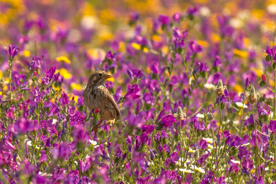 Close-up of bird perching on flower field
