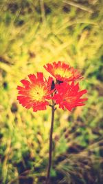 Close-up of red flower blooming outdoors