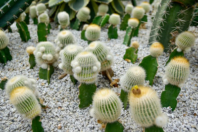 Close-up side view of cactus, thorns, desert tree background