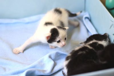 Close-up of kitten relaxing on bed