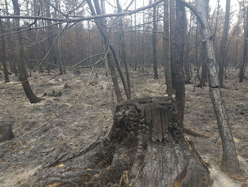 View of bare trees in forest