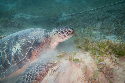 reef