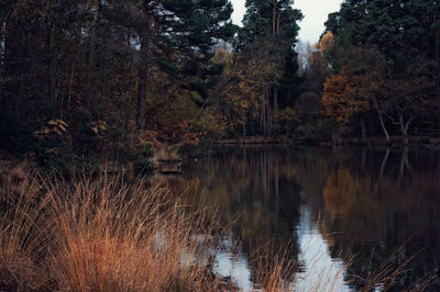 Reflection of trees in lake against sky