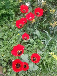 Full frame shot of red flowers