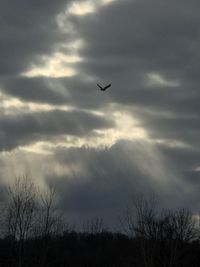 Low angle view of silhouette bird flying against sky