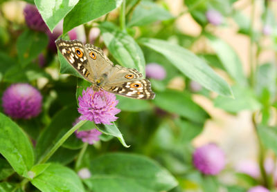 Close-up of butterfly on flower