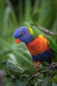 Close-up of parrot perching on branch