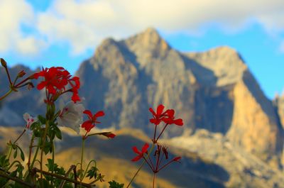 Close-up of red flowers blooming against sky