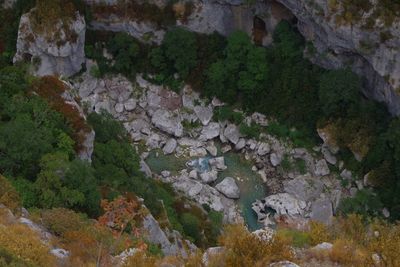 Scenic view of forest
