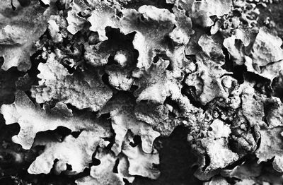 Full frame shot of bread