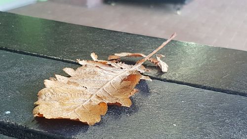 High angle view of dry leaf on plant during autumn