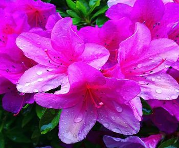 Close-up of wet pink rose flower