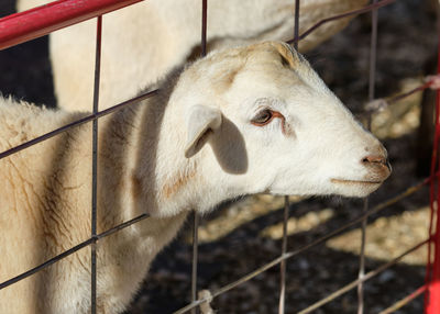 Sheep in their pens at the farm fair exhibition