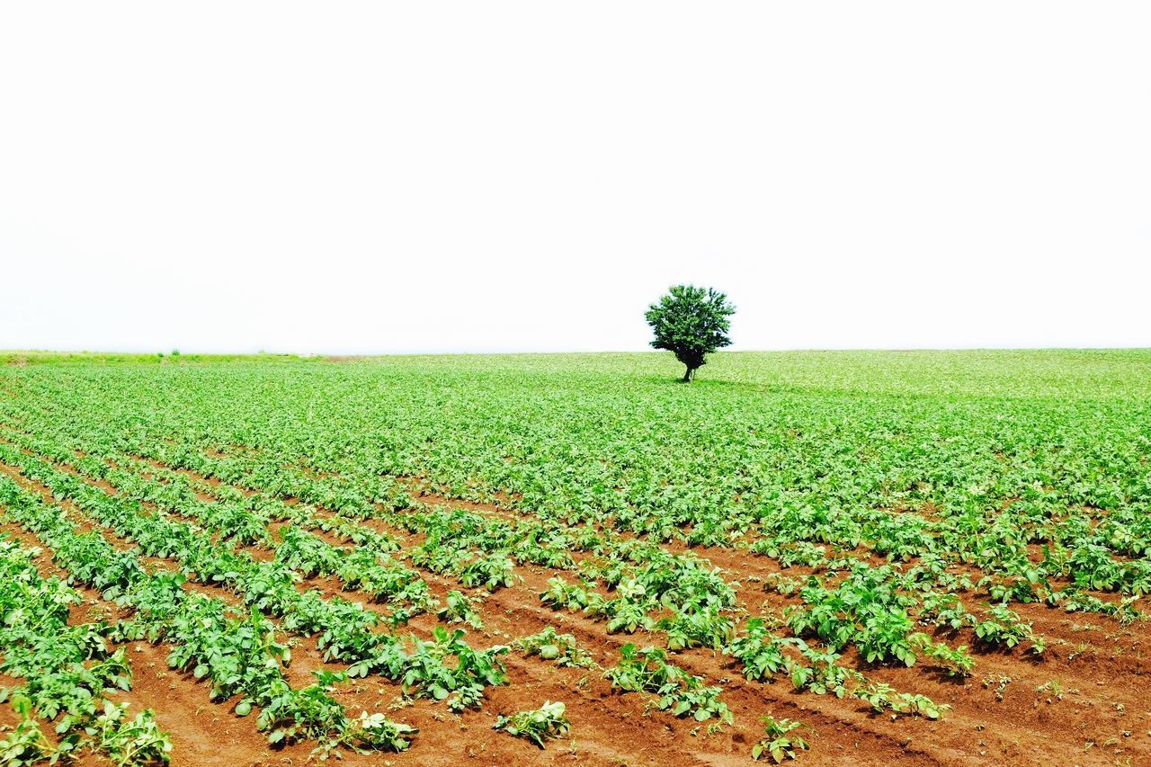 plant, field, land, growth, landscape, environment, agriculture, green color, sky, nature, rural scene, copy space, tranquility, clear sky, beauty in nature, farm, day, no people, scenics - nature, tranquil scene, outdoors, plantation