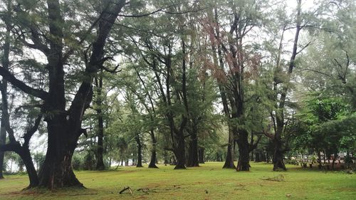 Trees in forest