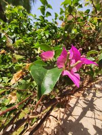 Close-up of pink flowering plant