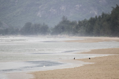 View of birds on beach