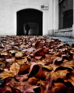 Surface level of dry leaves at entrance of building