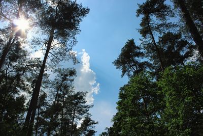 Low angle view of trees against sky on sunny day