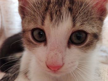 Close-up portrait of cat