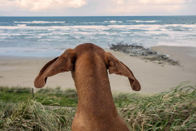 View of a horse on the beach