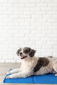 Dog lying on cooling mat or rug in summer heat 