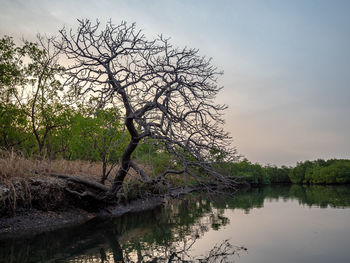 Bare tree by lake against sky