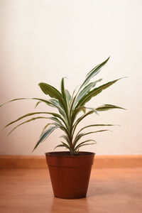 Close-up of potted plant on table against wall