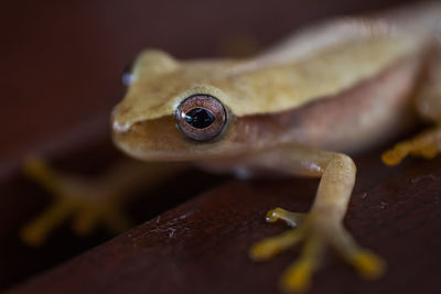 Close-up of lizard