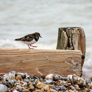 Bird perching on beach