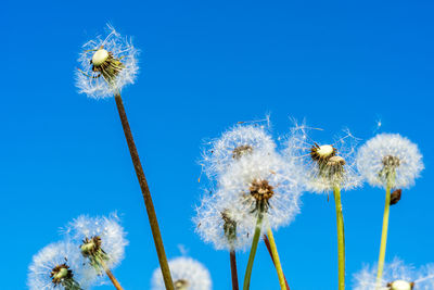 Close-up of dandelion against blue sky