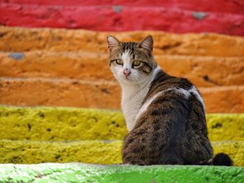 Cat sitting on multi colored steps