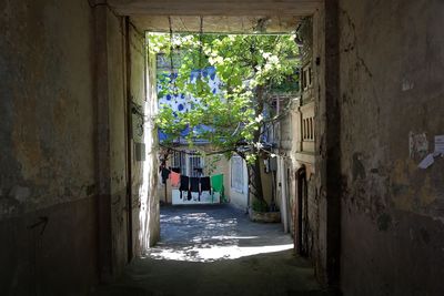 Potted plants hanging in alley