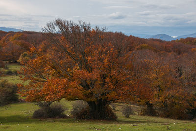 Trees on landscape against sky during autumn