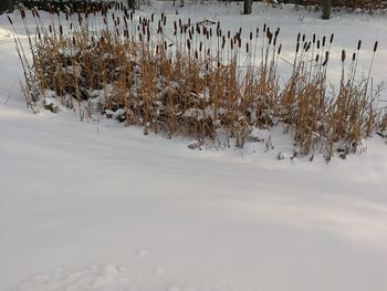 Plants in snow during winter