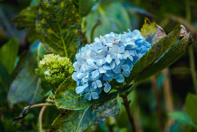 Close-up of blue hydrangea